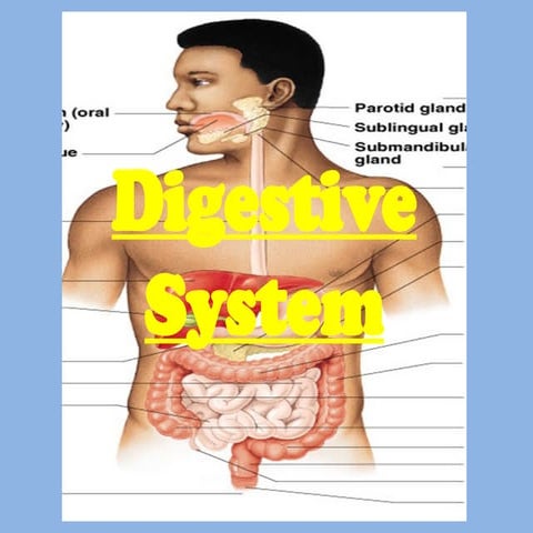 Digestive system Grade 5 igcse easy notes | PPT