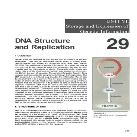 dna structure replication and transcription | PDF