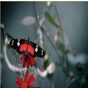 INSECT ABDOMEN:IT’S SEGMENTATION AND APPENDAGES,STRUCTURE,FUNCTION AND ...