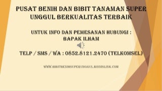 0812-1890-8795 (T-Sel). Cara Pesan Benih Buah Pepaya Merah Delima Siap Tanam Kirim Ke DARUL AMAN