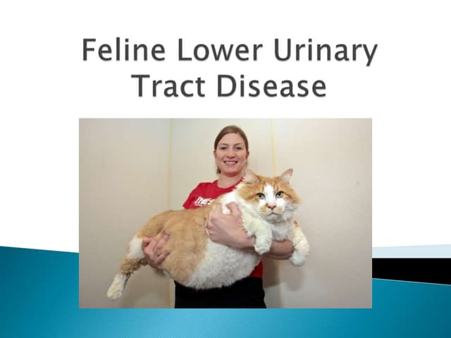 Beautiful view of Feline Lower Urinary Tract Disease Prognosis
