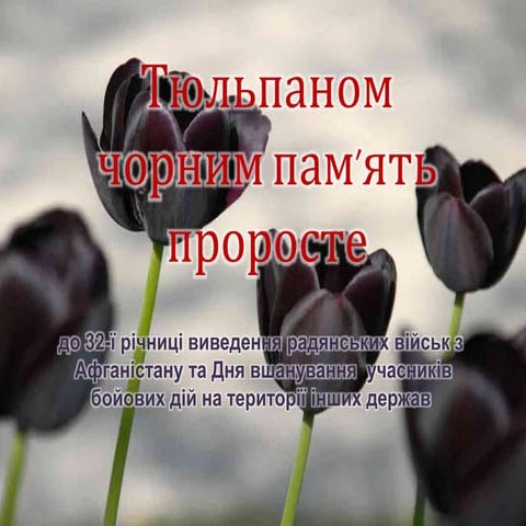 Тюльпаном чорним пам’ять проросте