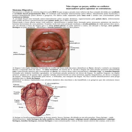 Atlas de anatomia do rato | PPT