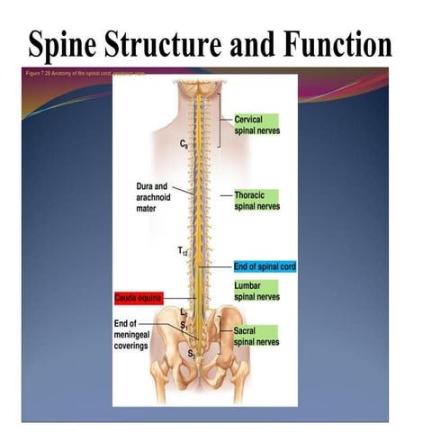690620877-Spine-Structure-and-Function-2.ppt
