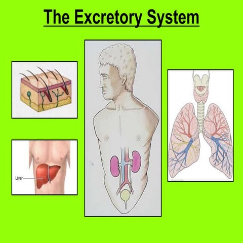   excretory system