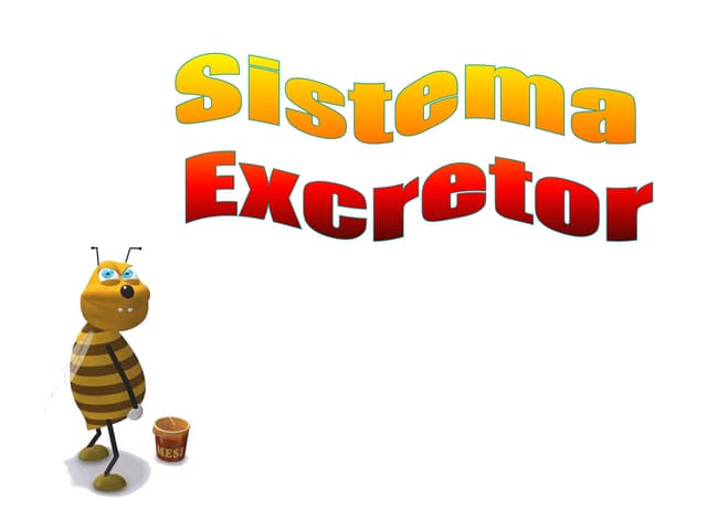 6º Ano Sistema Excretor