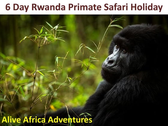 Aliveafricaadventure presentations