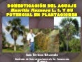 thumbnail of  Domesticación del aguaje (Mauritia flexuosa L.F.) y su potencial en plantaciones