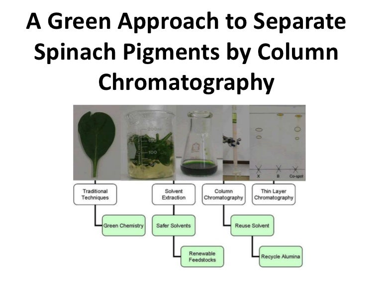 How does chromatography separate pigments