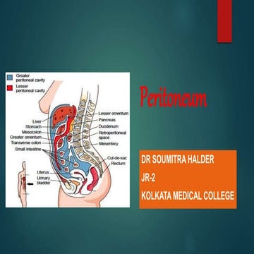 Peritoneum Anatomy and pathology part 1