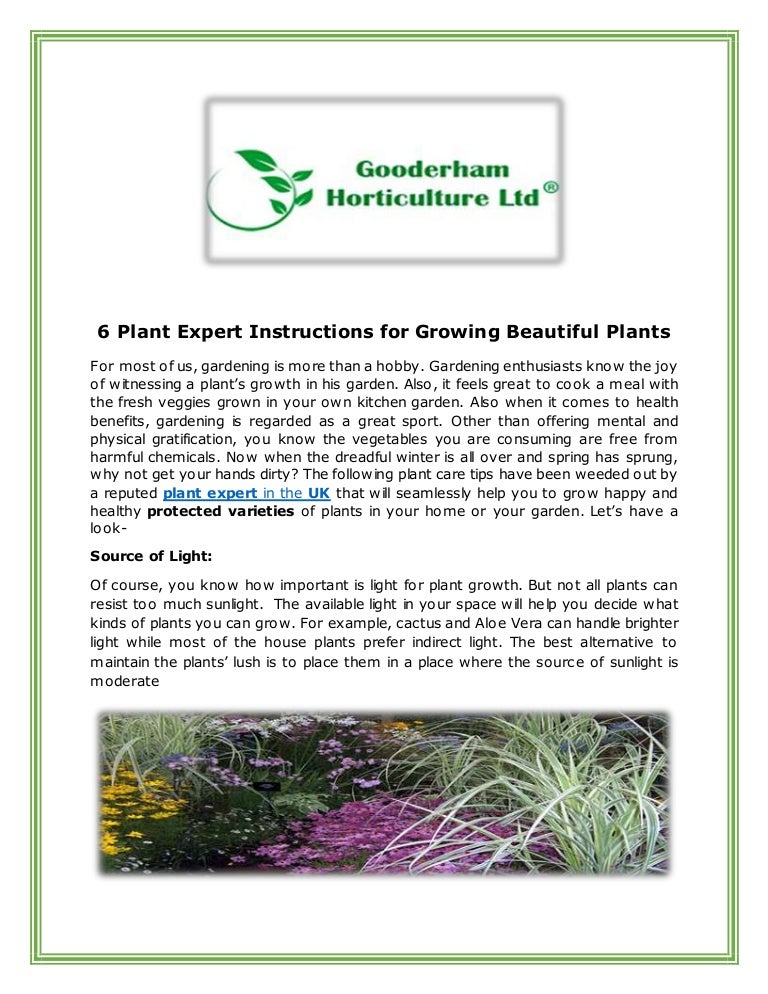 6 plant expert instructions for growing beautiful plants