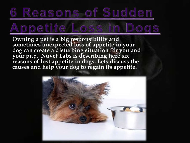 Six Reasons of Sudden Appetite Loss in Dogs