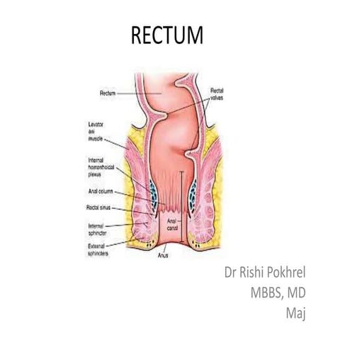 Anatomy of Rectum