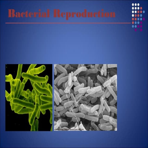 7. bacterial reproduction