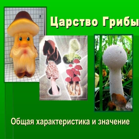 Царство грибов