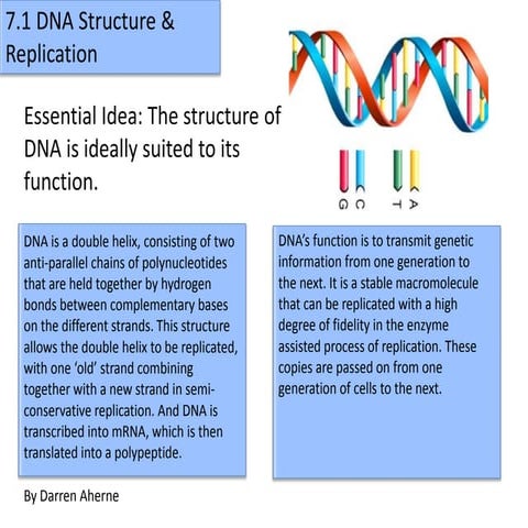 7.1 dna structure & replication | PPTX