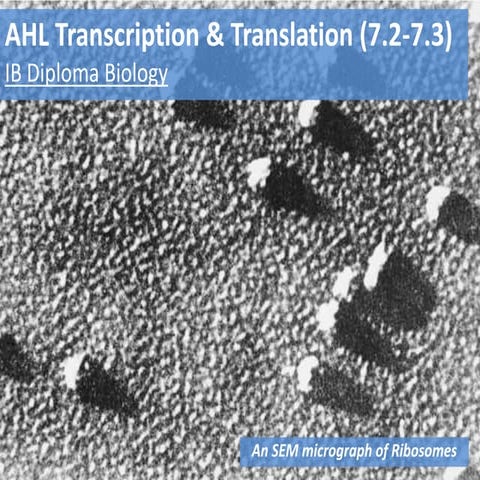 IB Biology 7.2-7.3 Slides: AHL Transcription & Translation