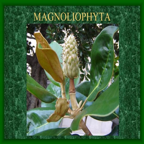 magnoliophyta | PDF