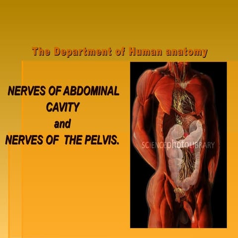 Nerves of abdominal cavity & pelvis