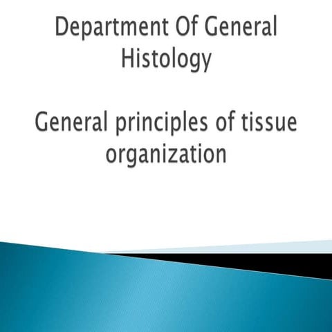 General principles of tissue organization