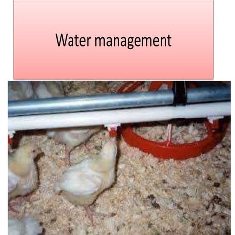 water management in poultry