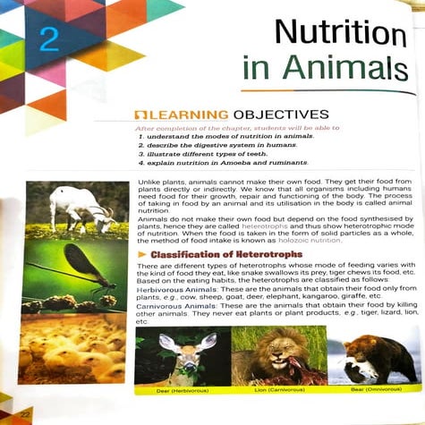 Nutrition in Animals