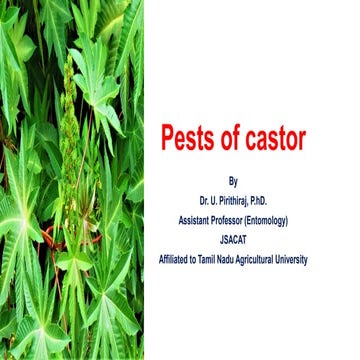 Pests of castor_Binomics_Identification_Dr.UPR.pdf