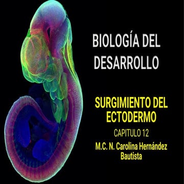 Neurulacion embriologia | PPTX