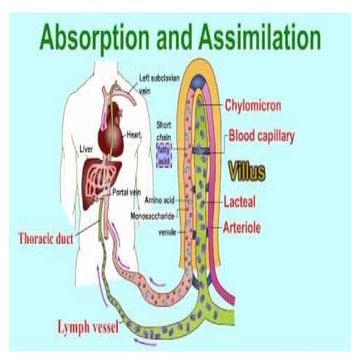 7.5 Absorbtion.pptx• Absorption is the movement of digested food ...