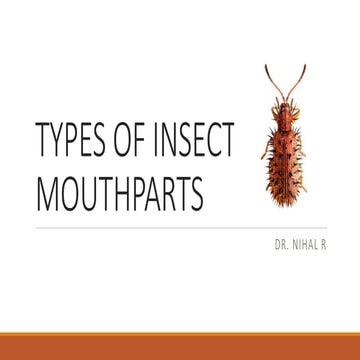 Comprehensive Overview of Insect Mouthparts and Their Types | PDF