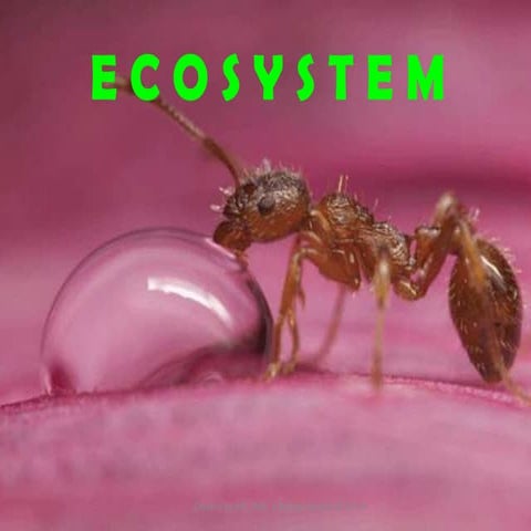 7 5. Ecosystem