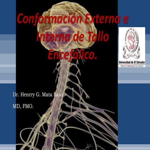 Conformación Externa e Interna de Tallo Encefálico.