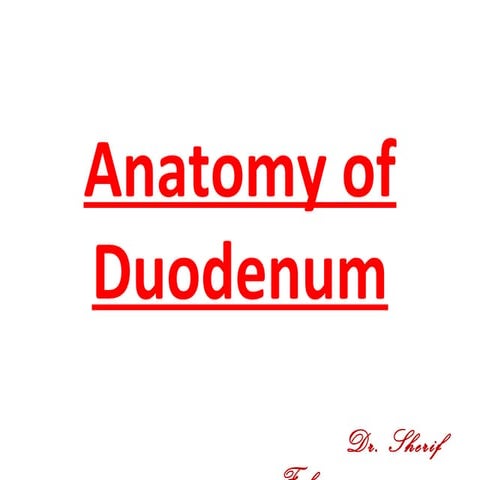 Development of Duodenum (Special Embryology)