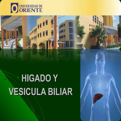 7. hígado y vesicula biliar