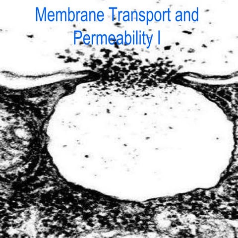 7-Membrane Transport I