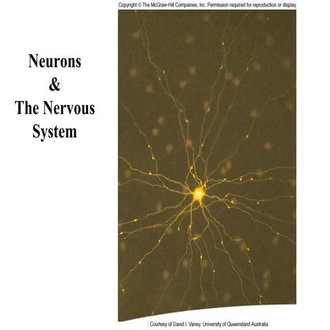 7 neurons