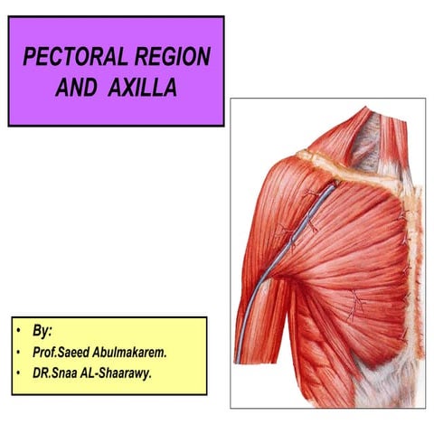 pectoral region & axilla.ppt