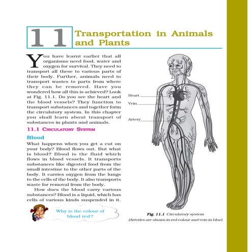 7   transportation in animal and plants