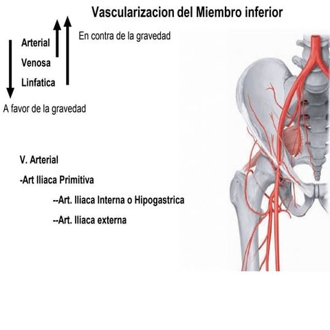 Vascularización e inervación del miembro inferior