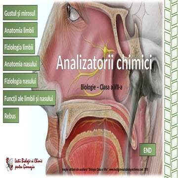 Organe De Simt | PPT