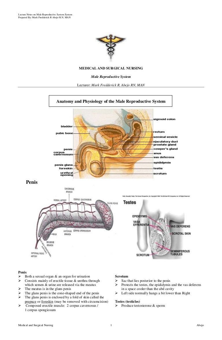 reproductive system geriatric nursing