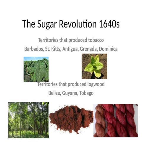 743592228-The-Sugar-Revolution-1640s (1).pptx