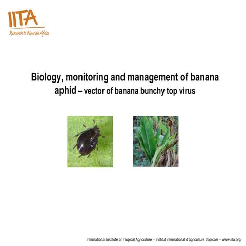 Biology, monitoring and management of banana aphid – vector of banana bunchy ...