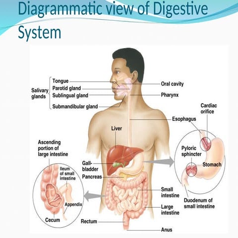 76241283-Gastrointestinal-System-Ppt-new.ppt