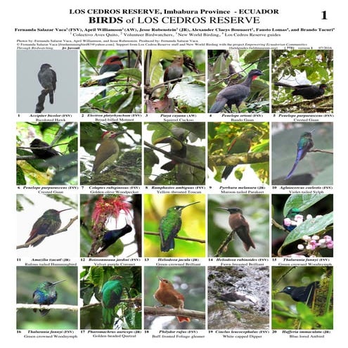 Claves para identificar_insectos | PDF