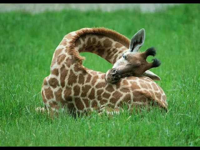 785 - Oh, la belle vie