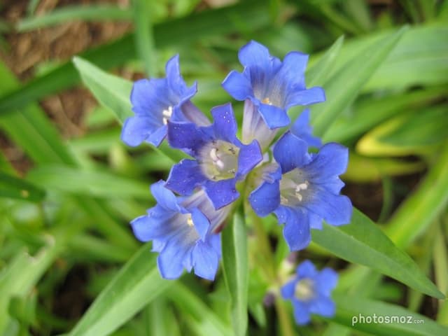 792 -Trenet-fleur bleue