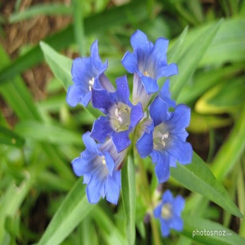 792 -Trenet-fleur bleue | PPS