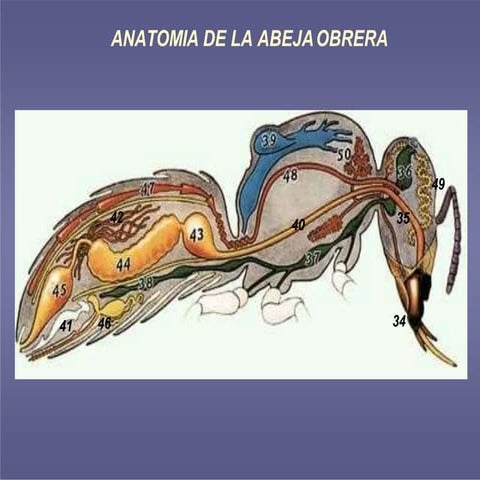 Anatomía y Fisiología de las abejas-convertido | PPTX