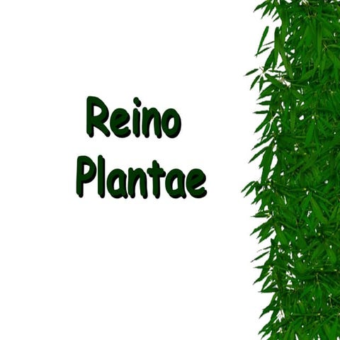 7º ano    reino plantae 1